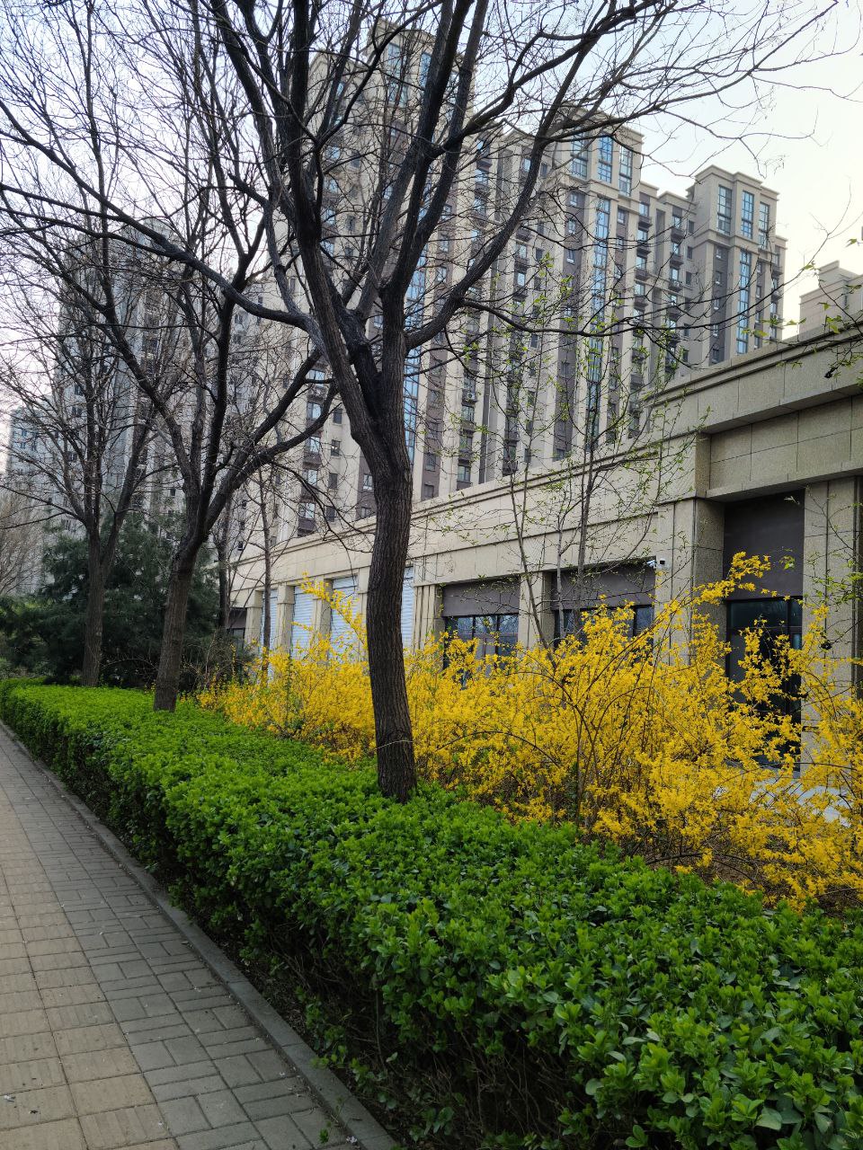 a path with trees and plants by a building